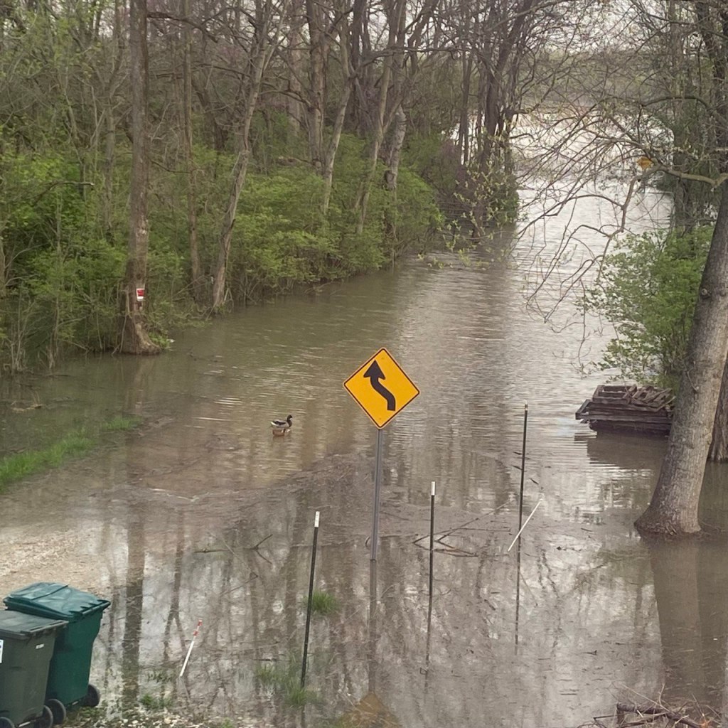 A wild duck swimming through floodwater in a backyard garden, with a road sign partially submerged.