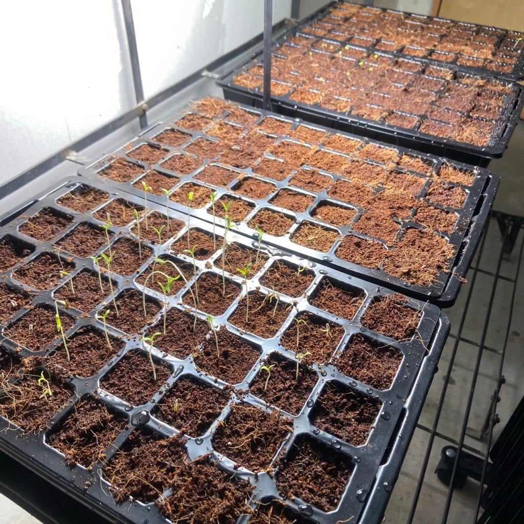 Tiny tomato and pepper seedlings reaching up from soil blocks under indoor grow lights.