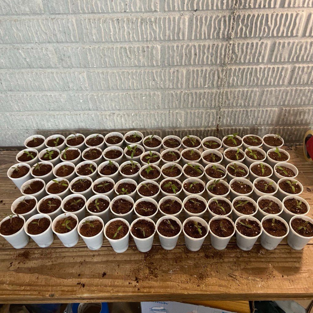 Rows of young tomato seedlings growing in small white plastic cups on a wooden table.
