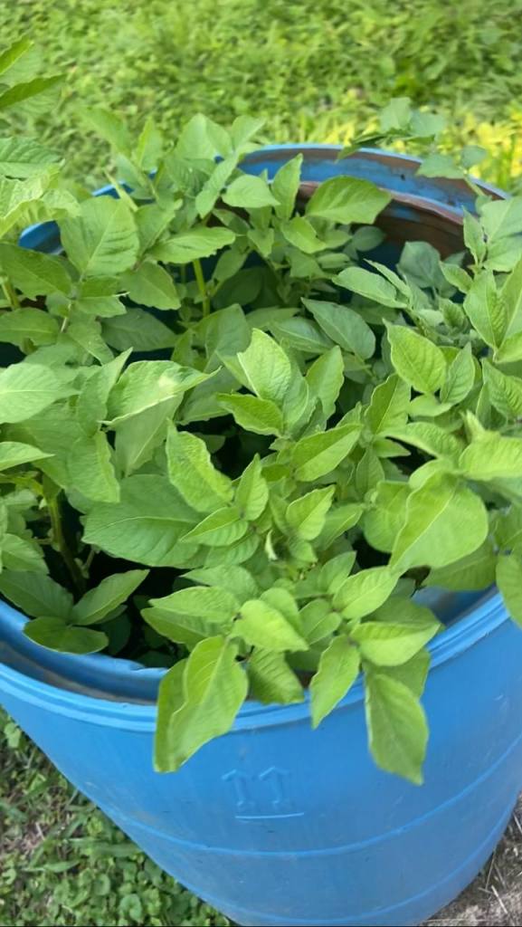 Blue barrel with bright green potato stems coming out.