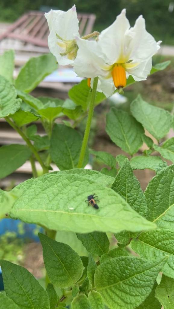 potato flowers and ladybug larvae