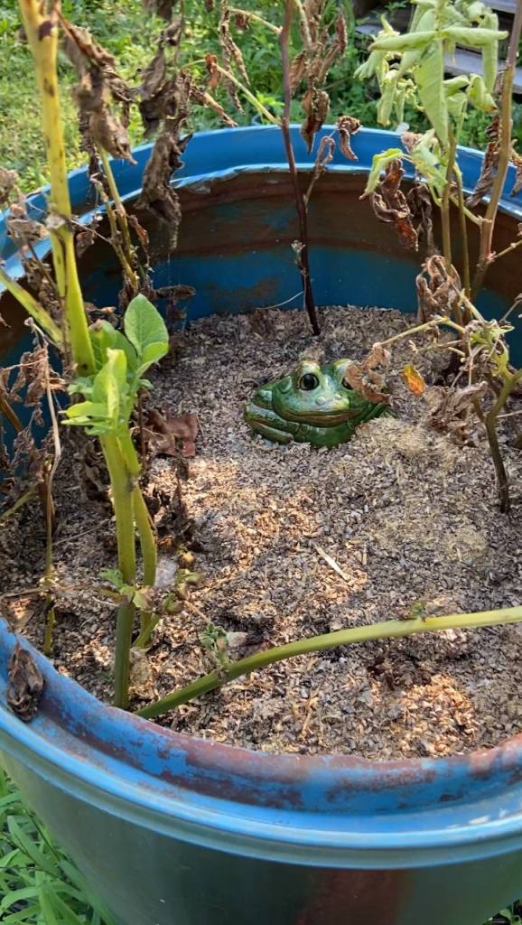 dying potato stems in blue barrel