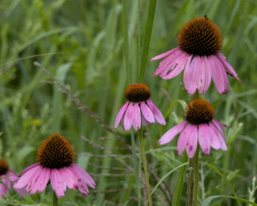 echinacea flowers, also known as purple coneflowers, growing in a field