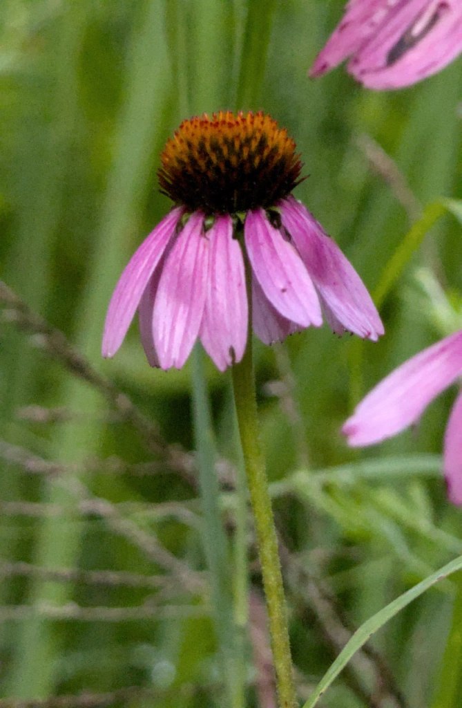 a single purple coneflower head with drooping purple petals and a bristly brown and orange center