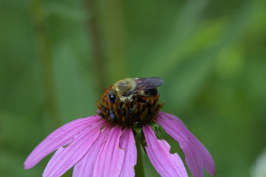 a bee sleeping on top an echinacea flower