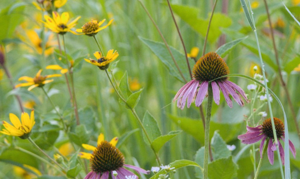 The Delights of&nbsp;Echinacea