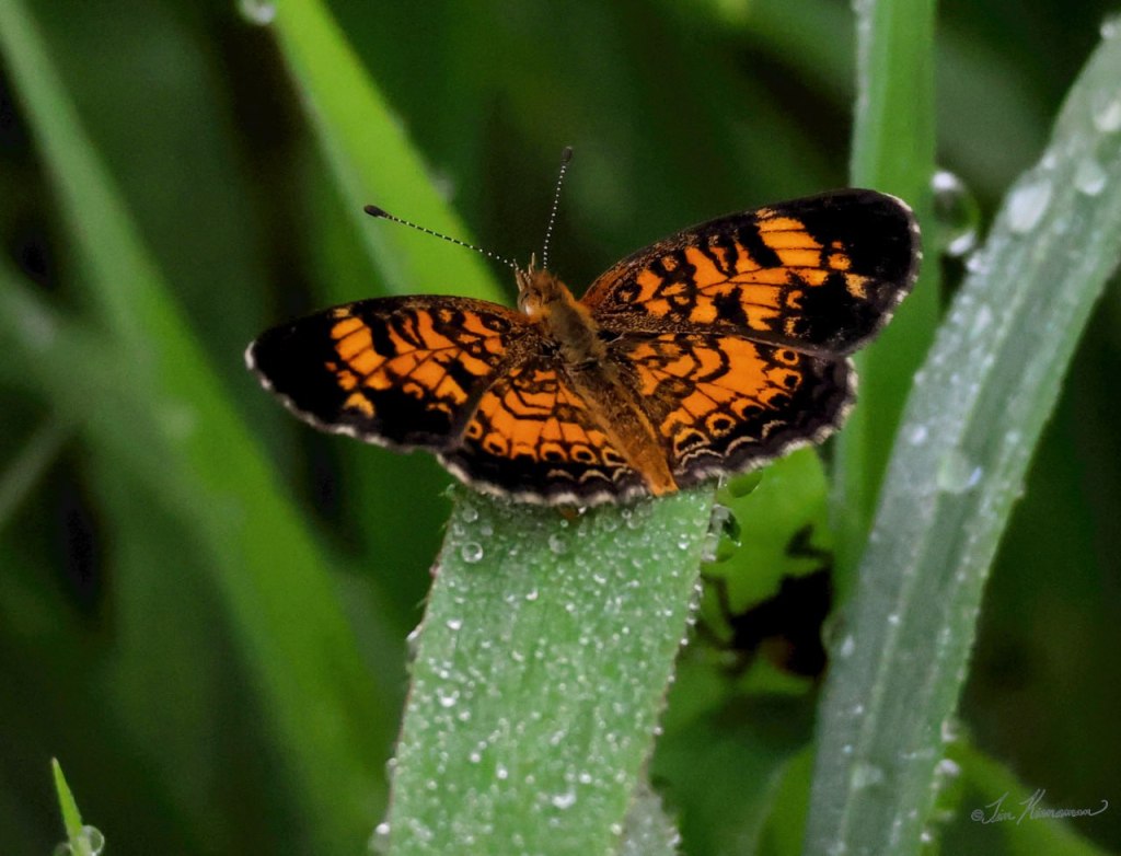 A Look At&nbsp;Nature