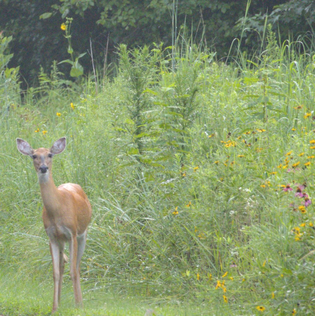 a doe standing in a field of wildflowers
