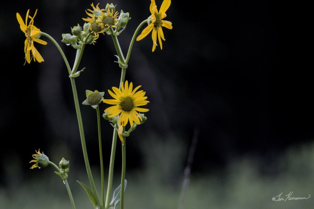 yellow rosinweed flowers on a black background