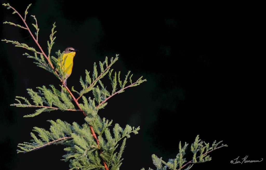 a yellow-breasted chat bird sitting on a bald cypress branch on a black background.