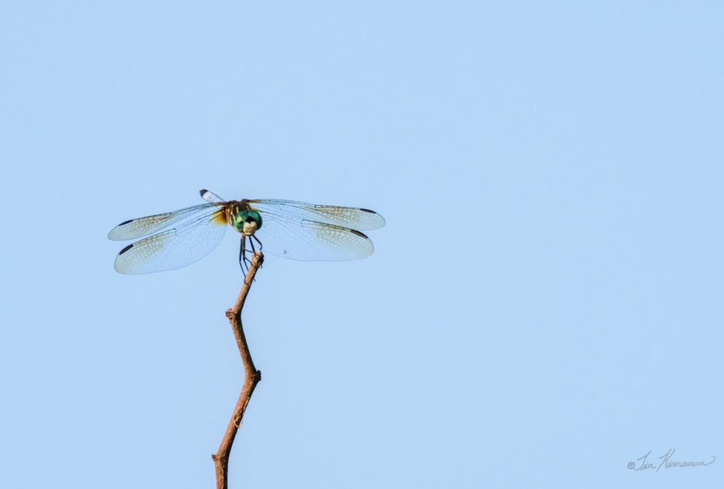 a widow skimmer dragonfly perched on the tip of a twig