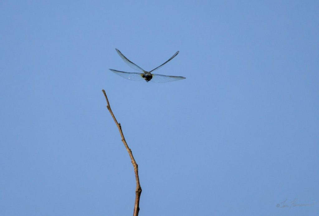 a large dragonfly in flight towards the tip of a twig