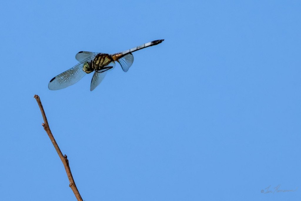 a large dragonfly about to land on a twig