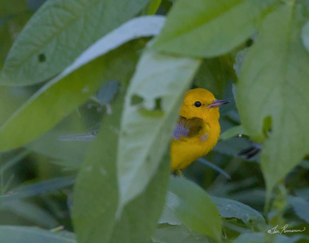male prothonotary warbler bird hiding in leaves