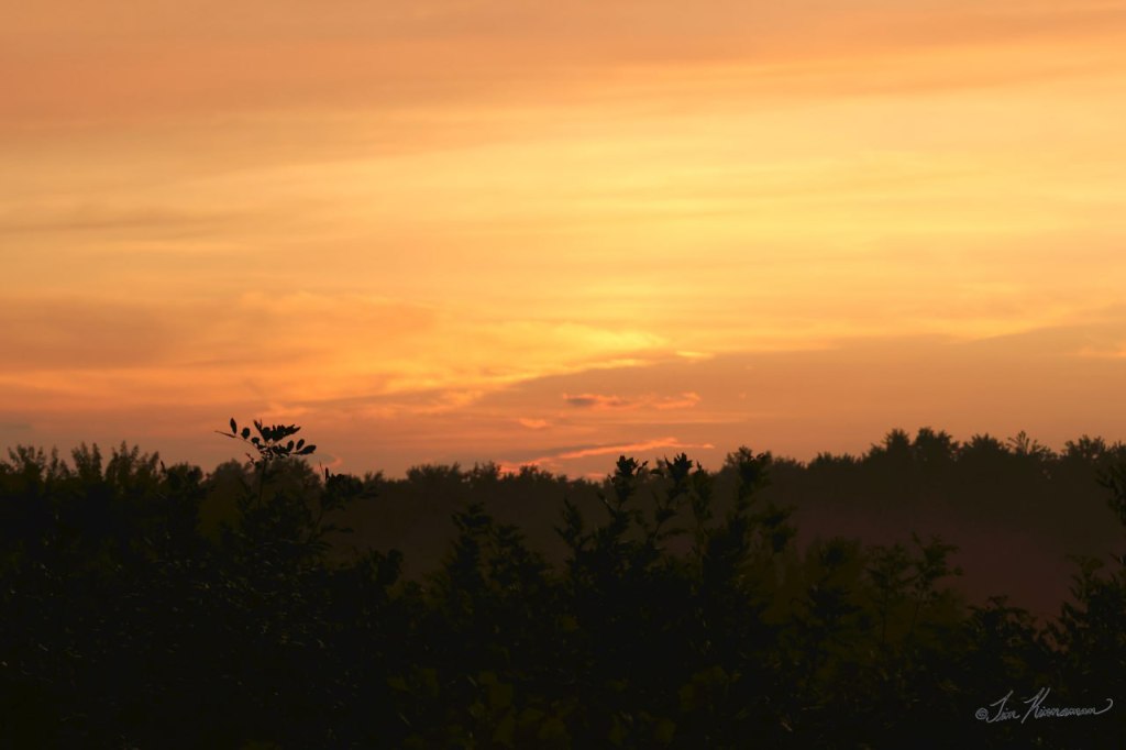 a vibrant sunset with silhouetted trees